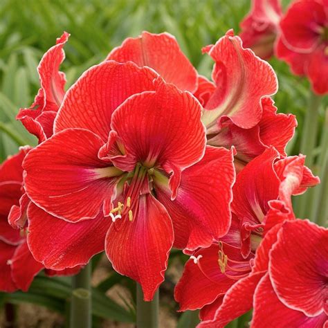 Amaryllis magical touch
